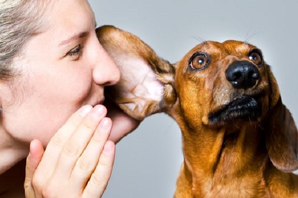 ragazza che parla all'orecchio del cane