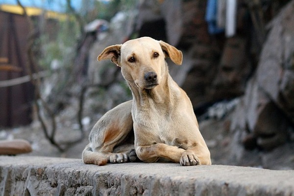 cane che aguzza l'udito