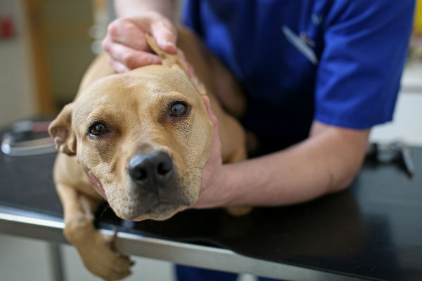 cane dal veterinario