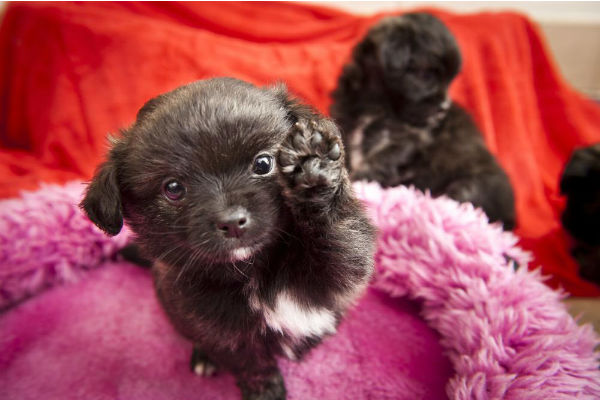 cucciolo di cane