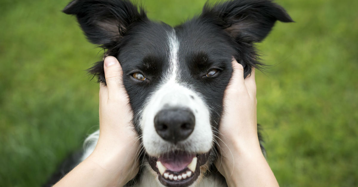 Vaccini nei cani: obblighi, costi e cosa sapere
