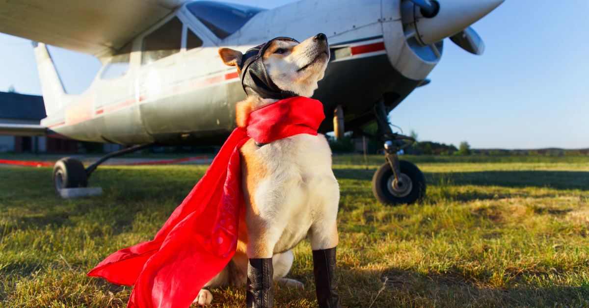 Viaggiare con il cane in aereo, cosa sapere?