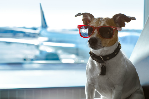 cane in attesa del volo