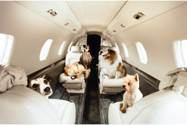 cani in aereo