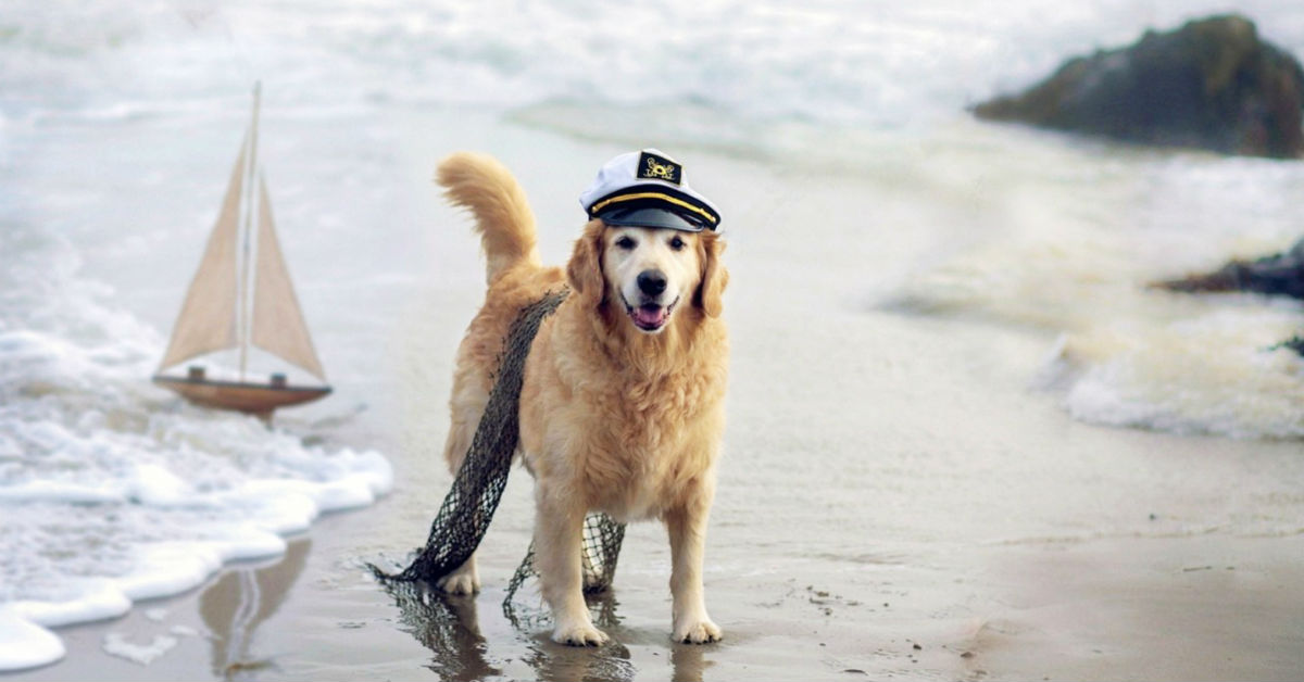 Si può viaggiare con il cane in nave?