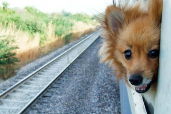 cane affacciato dal treno