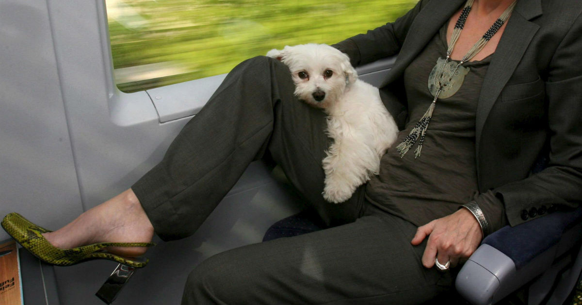 Viaggiare con il cane in treno: tutto ciò che c’è da sapere