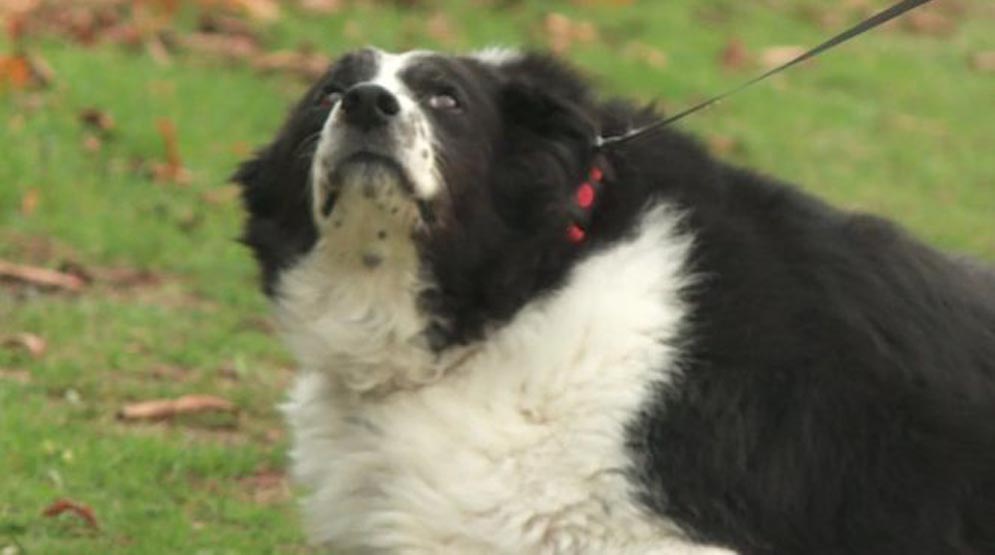 Bopper, il cane grasso