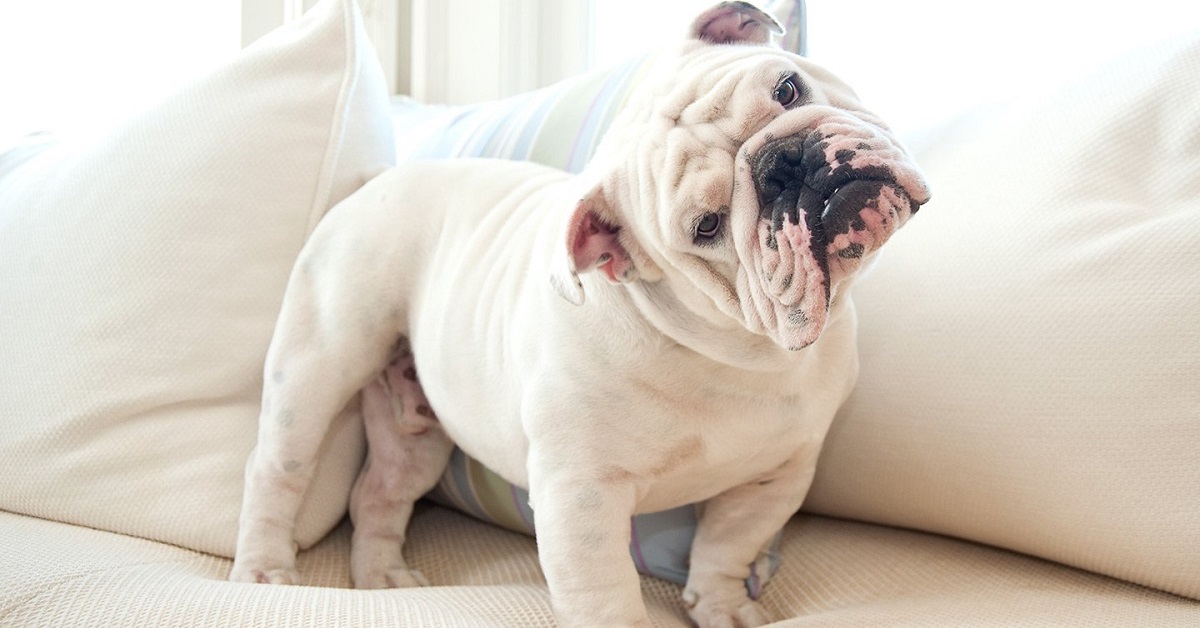 Bulldog inglese, 20 cose utili da sapere