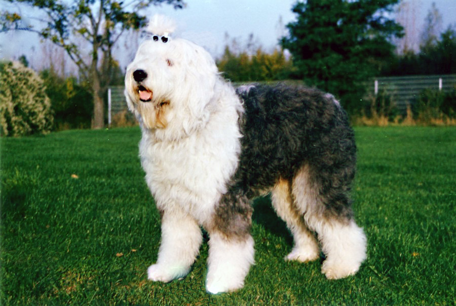 Cane Bobtail