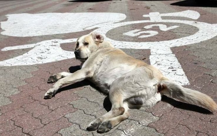 Cane Labrador sdraiato