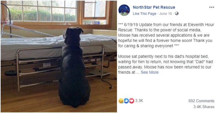Cane Moose davanti ad un letto di ospedale