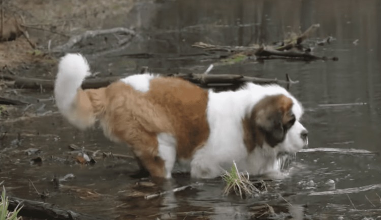 Cane San Bernardo che fa il bagno