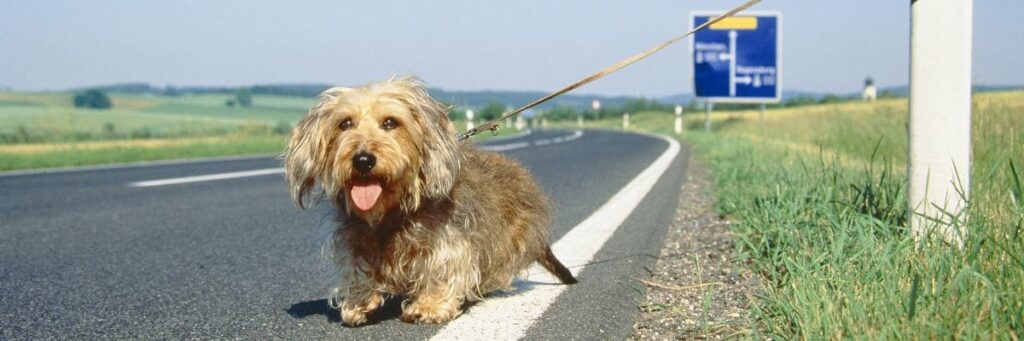 Cane abbandonato in autostrada