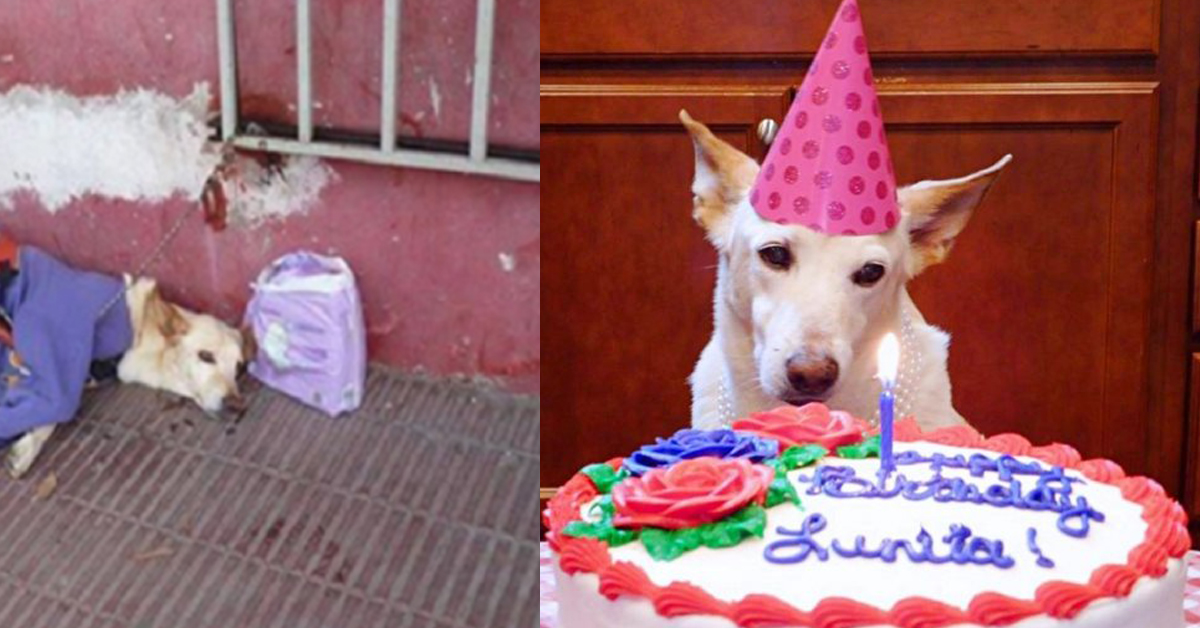 La storia di Lunita, il cane paralizzato abbandonato per strada