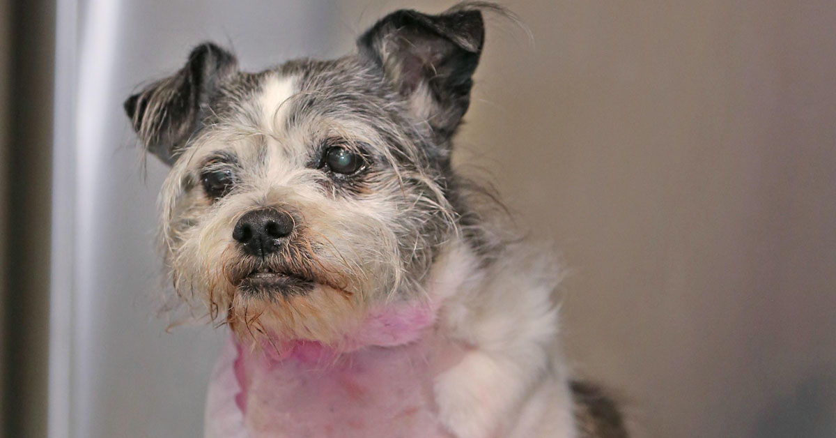 Henry, il cane accoltellato durante una rapina, è vivo per miracolo