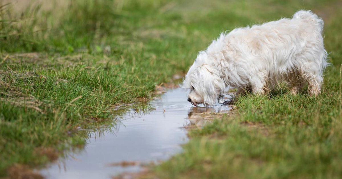 È pericoloso per il cane bere l’acqua delle pozzanghere?