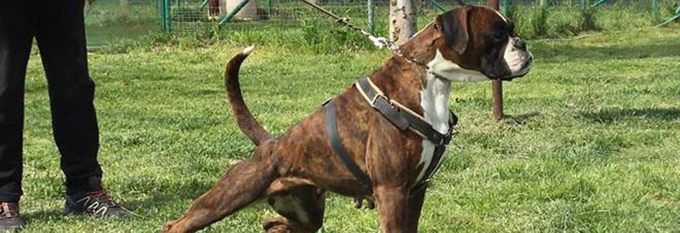 Cane boxer al guinzaglio