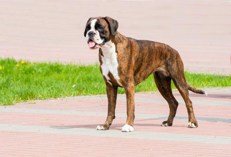 Cane boxer