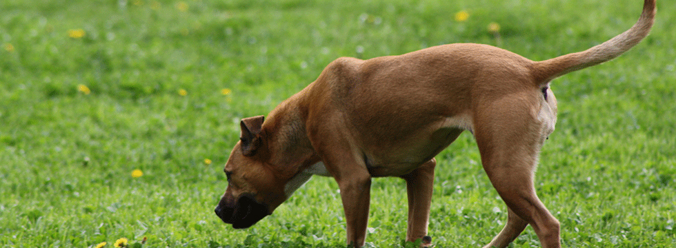 Cane che annusa l'erba