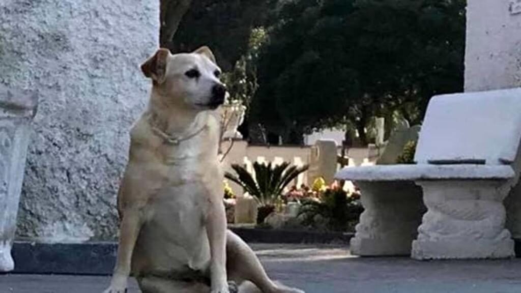 Cane che aspetta sulla tomba del padrone