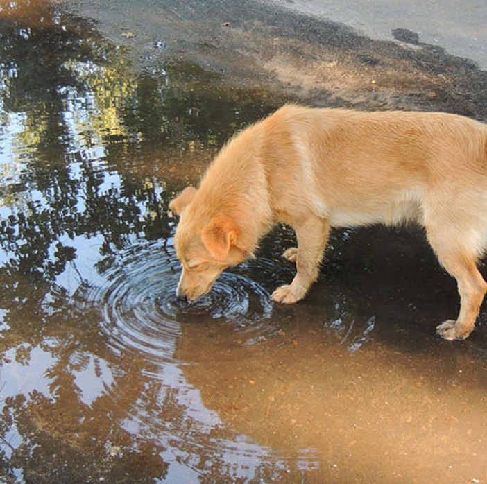 Cane che beve da una pozzanghera