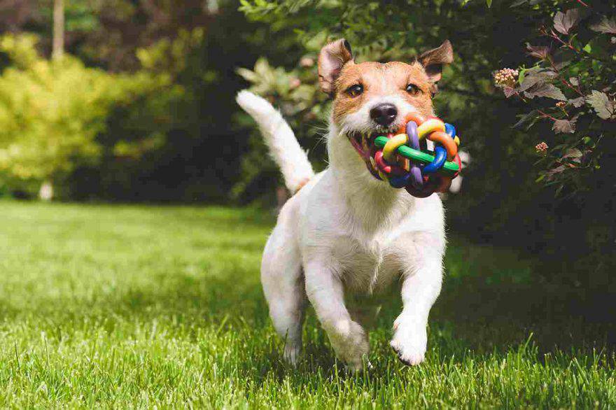 Cane che corre in giardino