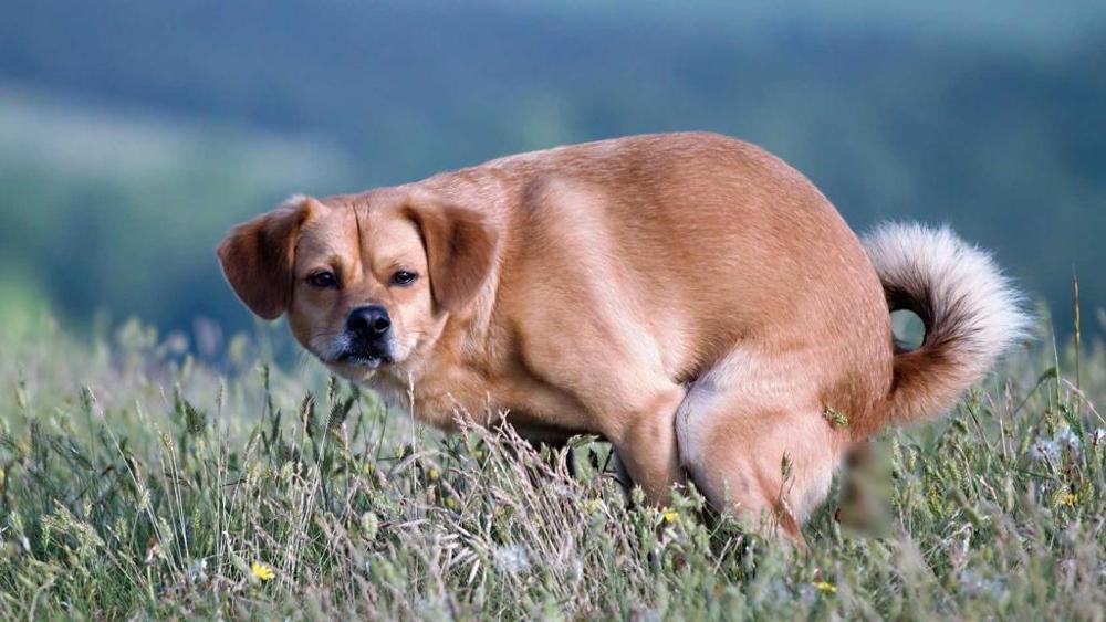 Cane che defeca