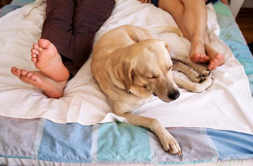 Cane che dorme ai piedi del letto