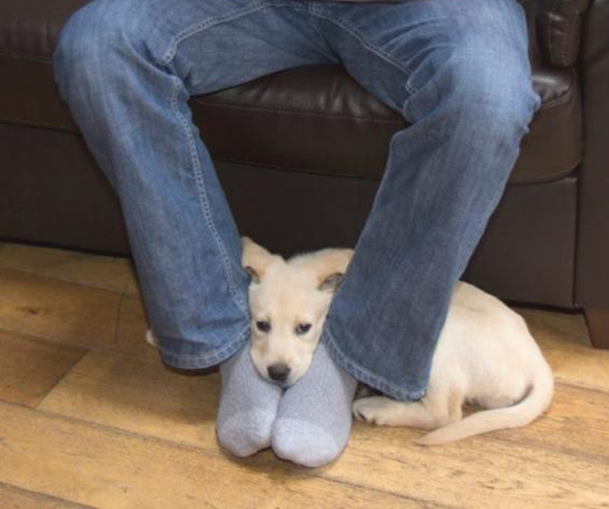 Cane che dorme sui piedi di un uomo