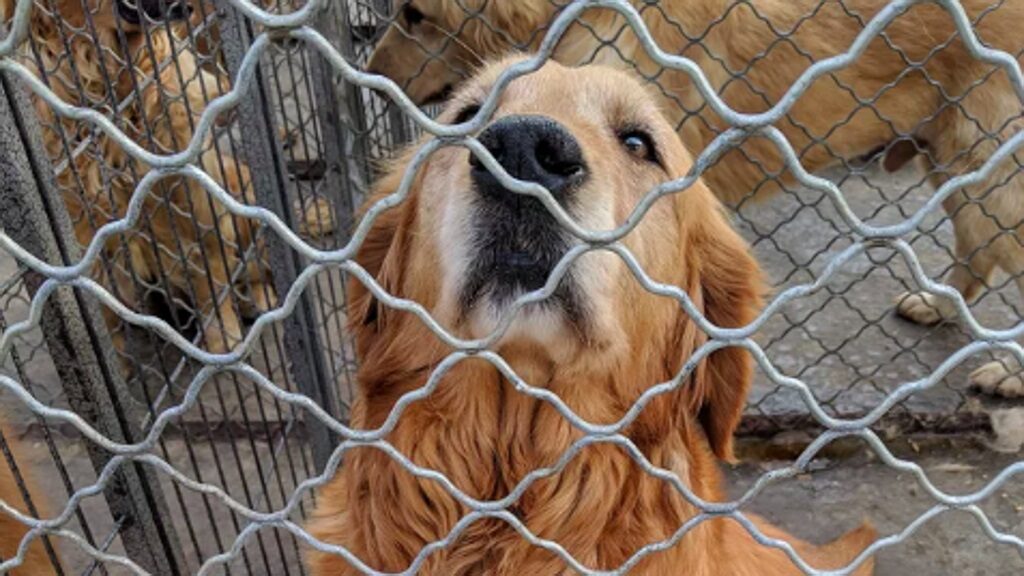 Cane che fissa da dietro una rete