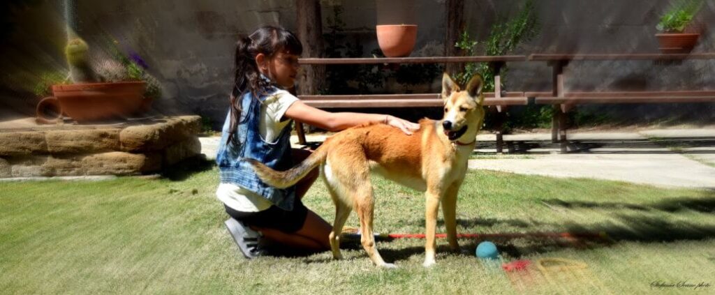 Cane che gioca con una ragazza