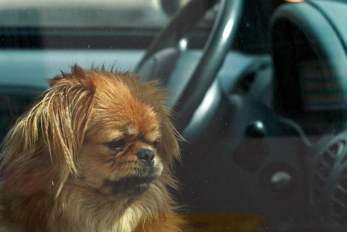 Cane che guarda fuori da un'auto