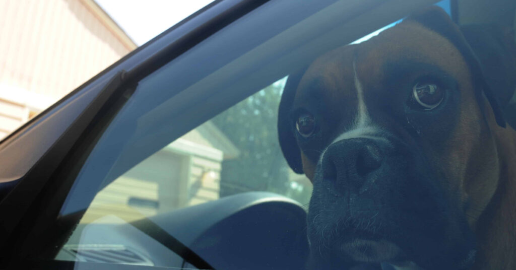 Cane che guarda fuori dal finestrino di una macchina