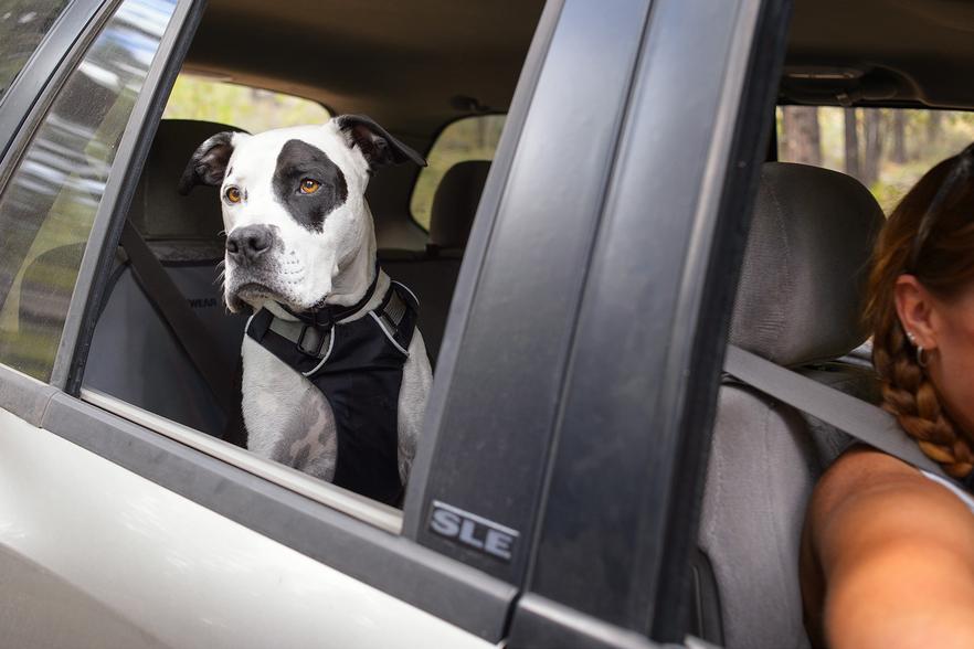 Cane che guarda fuori dal finestrino di una macchina