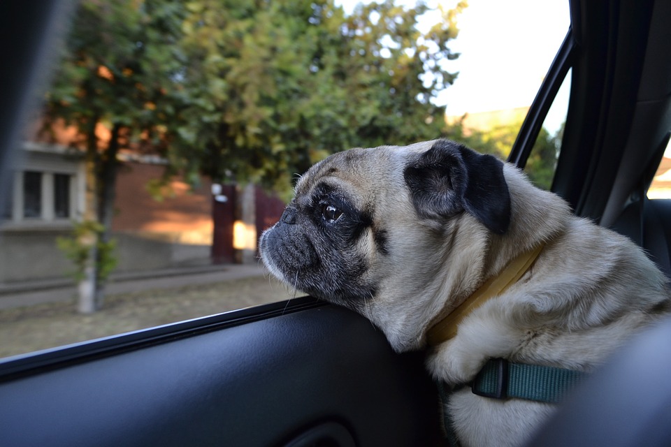 Cane che guarda fuori dal finestrino di un'auto