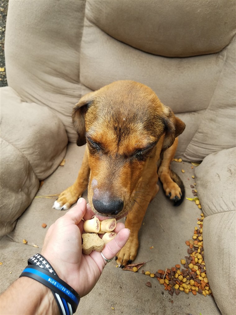 Cane che mangia biscotti