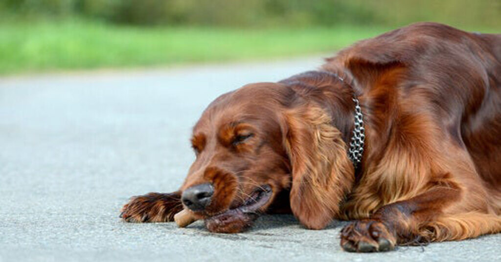 Cane che mangia per strada