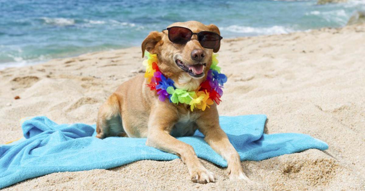 Cani in spiaggia: per il Tar, i Comuni non possono vietare loro l’accesso