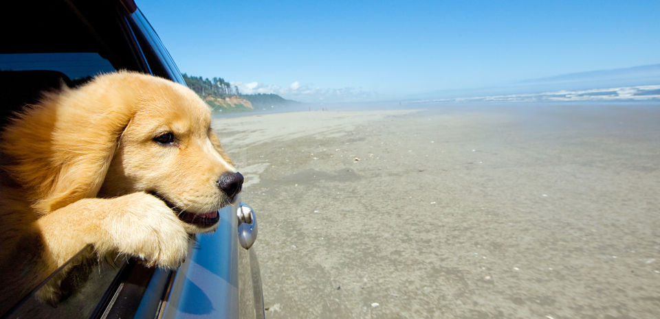 Cane che si affaccia da un finestrino di una macchina