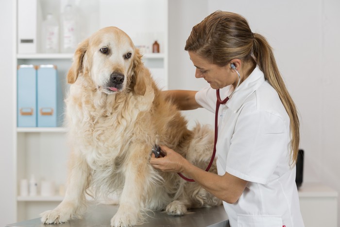 Cane che si fa visitare da una veterinaria