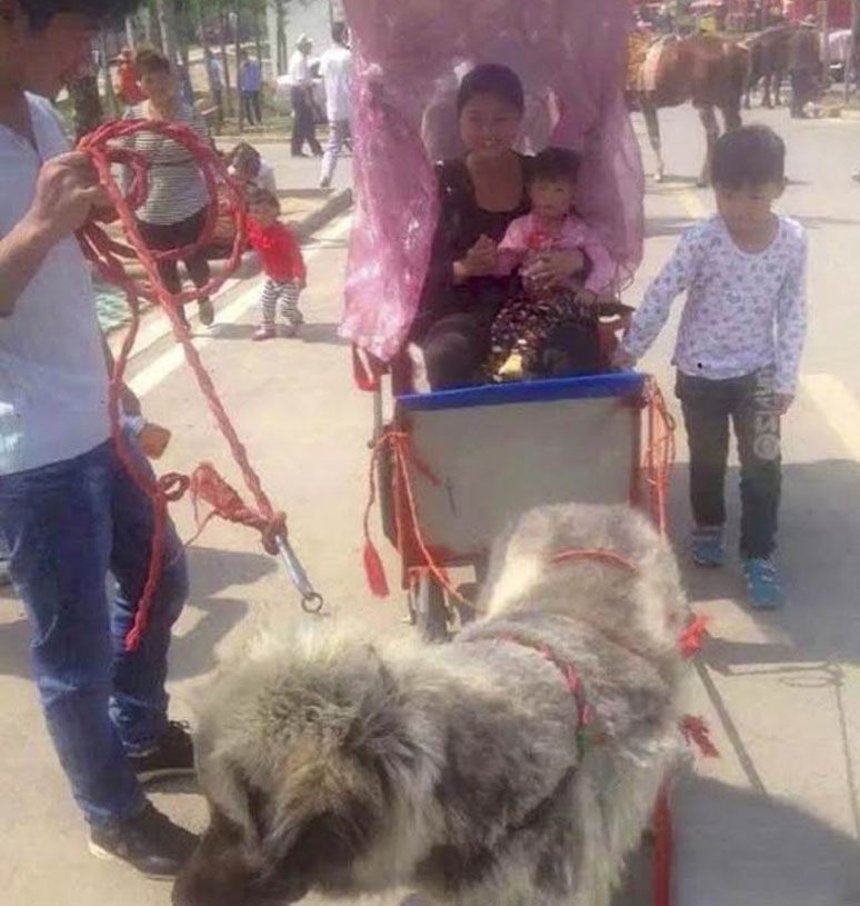 Cane che traina carretto con persone