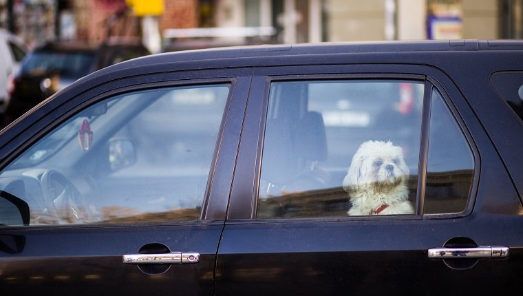 Cane chiuso in auto