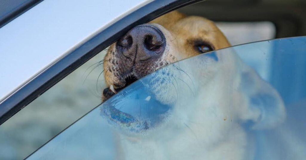 Cane chiuso in auto