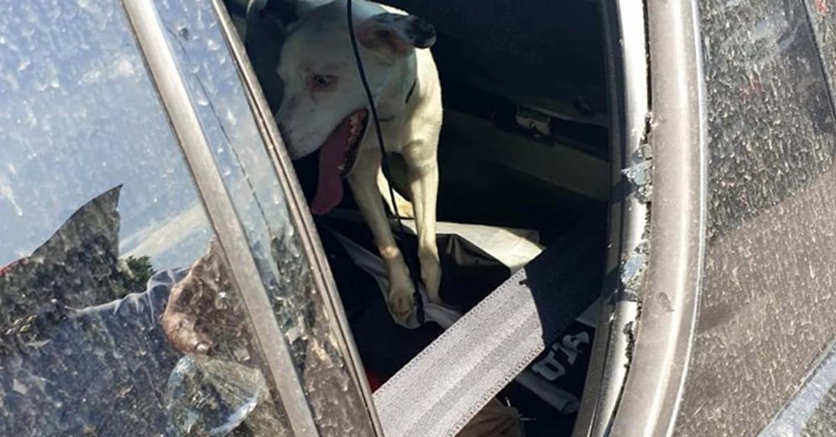 Pioltello: cane abbandonato in auto sotto il sole salvato dai vigili