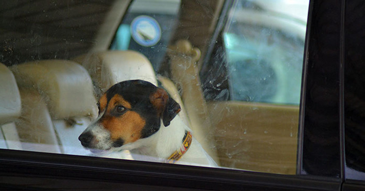 Cani chiusi in macchina: finalmente per la Cassazione è reato