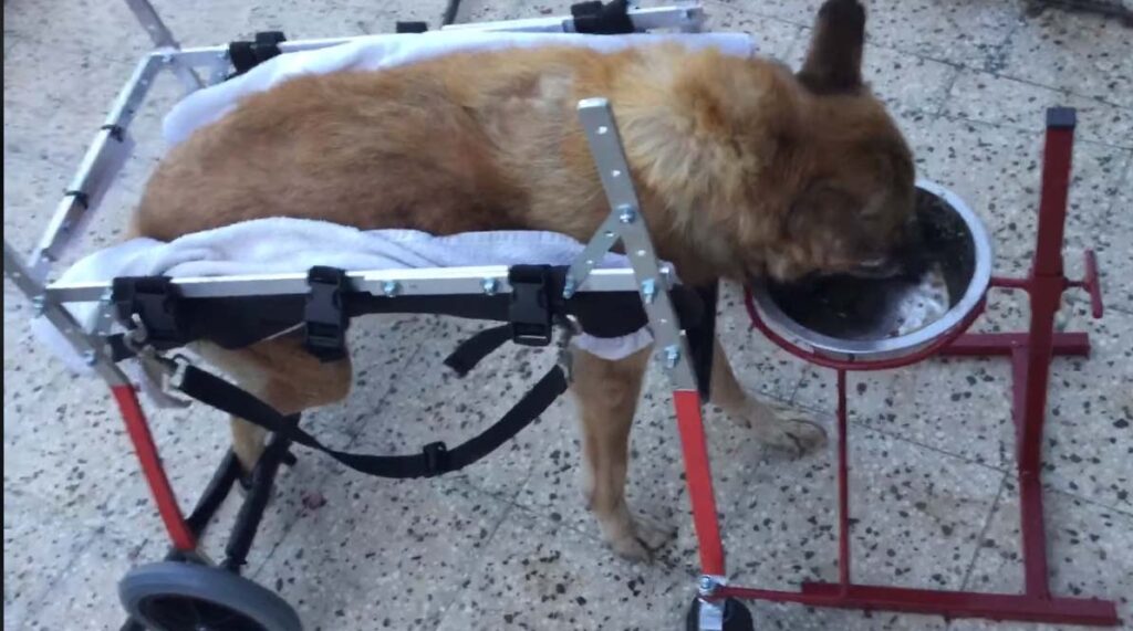 Lazzaro, il cane paralizzato per colpa dei maltrattamenti che ora cammina