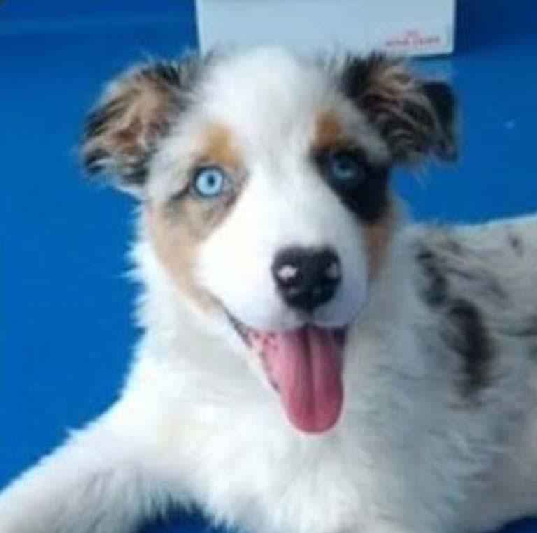 Cane con gli occhi azzurri