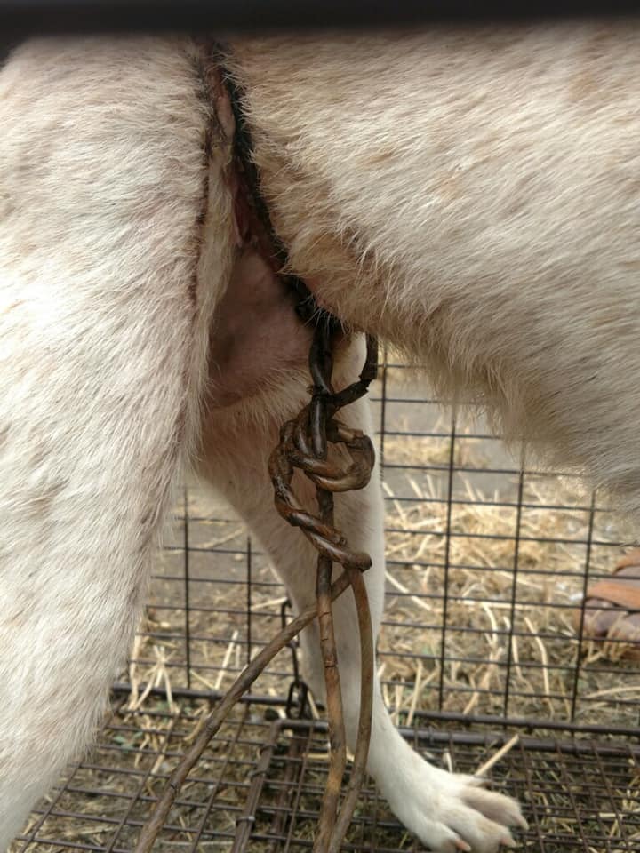 Cane con segni di violenza sul corpo