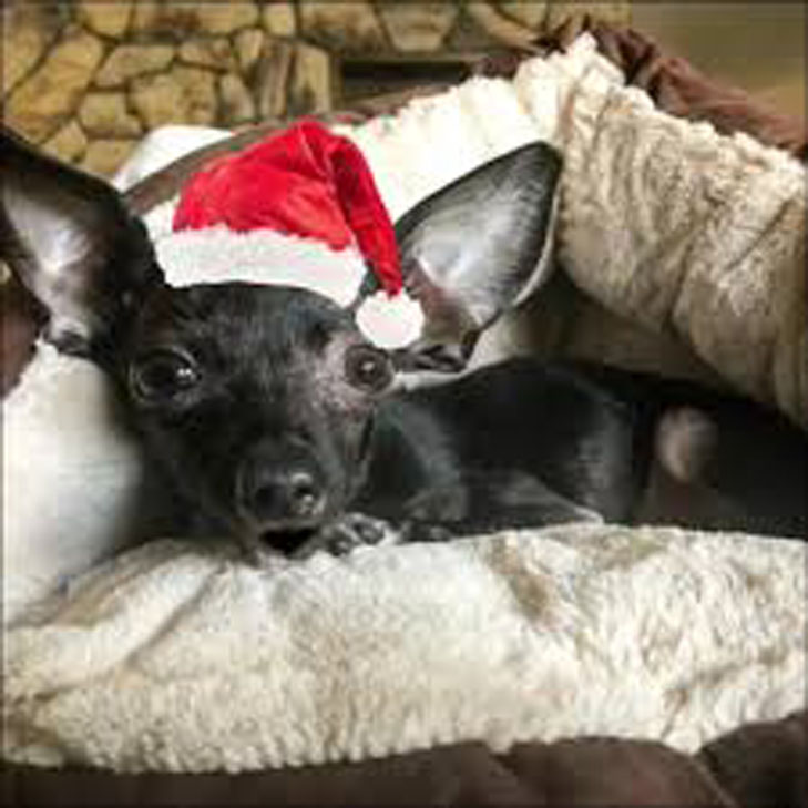 Cane con un cappello da Babbo Natale